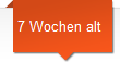 7 Wochen alt